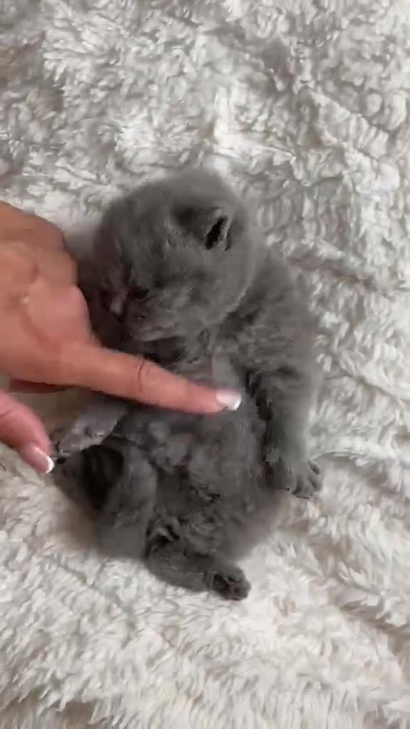 British Shorthair cats for sale: GCCF REG STUNNING BRITISH SHORTHAIRS KITTENS - Video 1