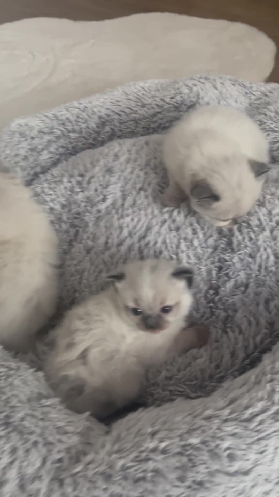 Ragdoll cats for sale: Snowy kitty for sale  - Video 1