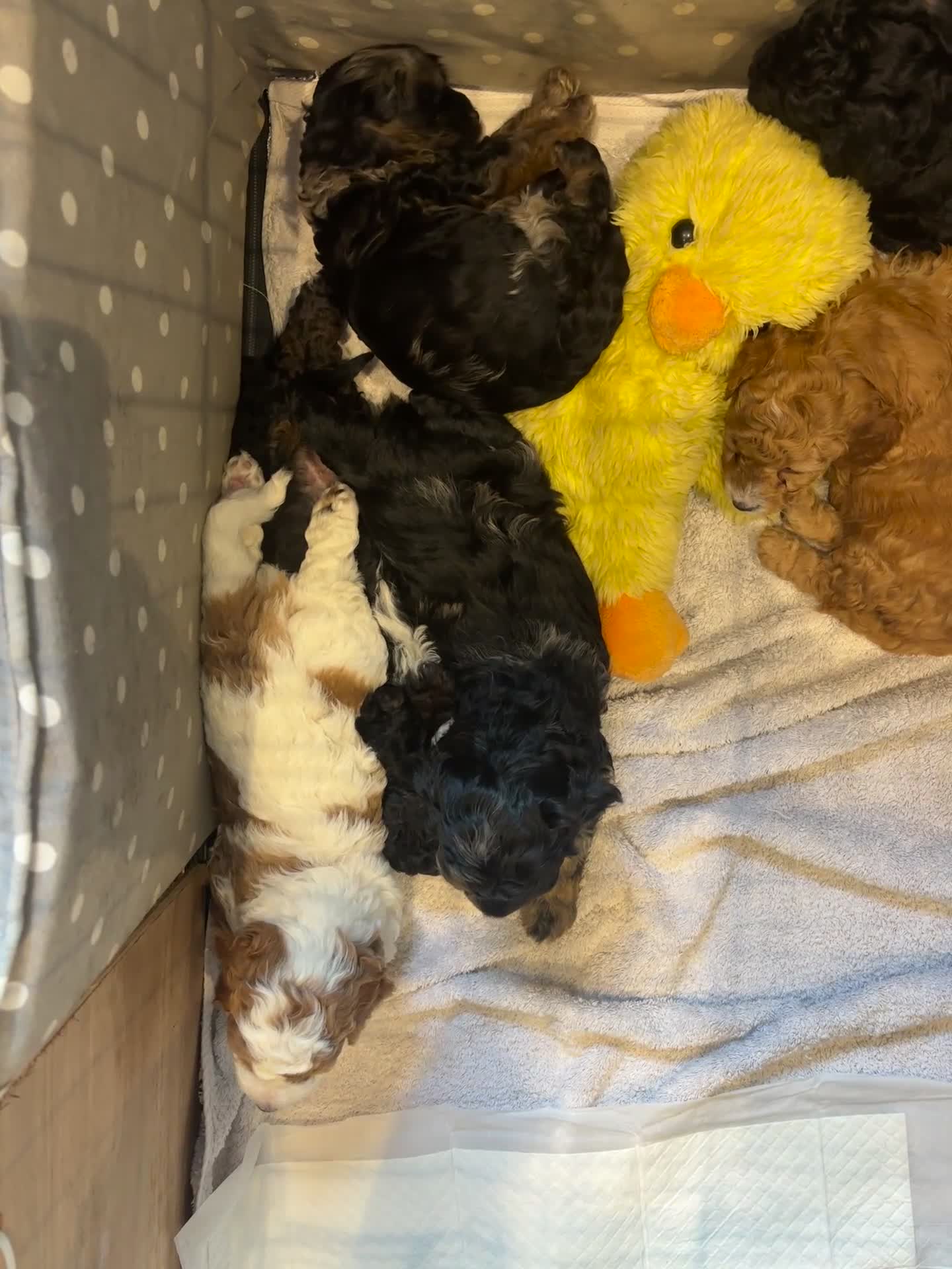 Cavapoo dogs for sale: Cavapoo puppies  - Video 1
