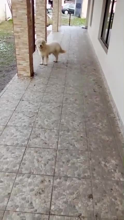 Mixed Breed dogs for adoption: ✨HIT BY A VEHICLE — LEFT FOR DEAD — CHOSE TO LIVE✨ - Video 1