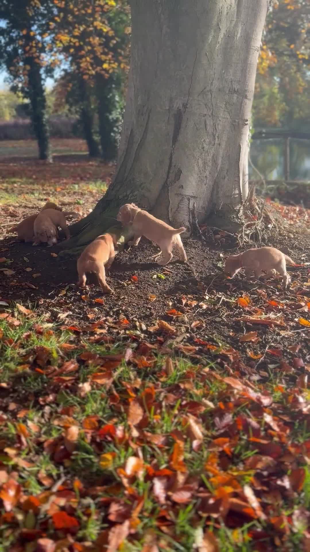 Cocker Spaniel dogs for sale: Kc reg Working Cocker Spaniels - Video 1