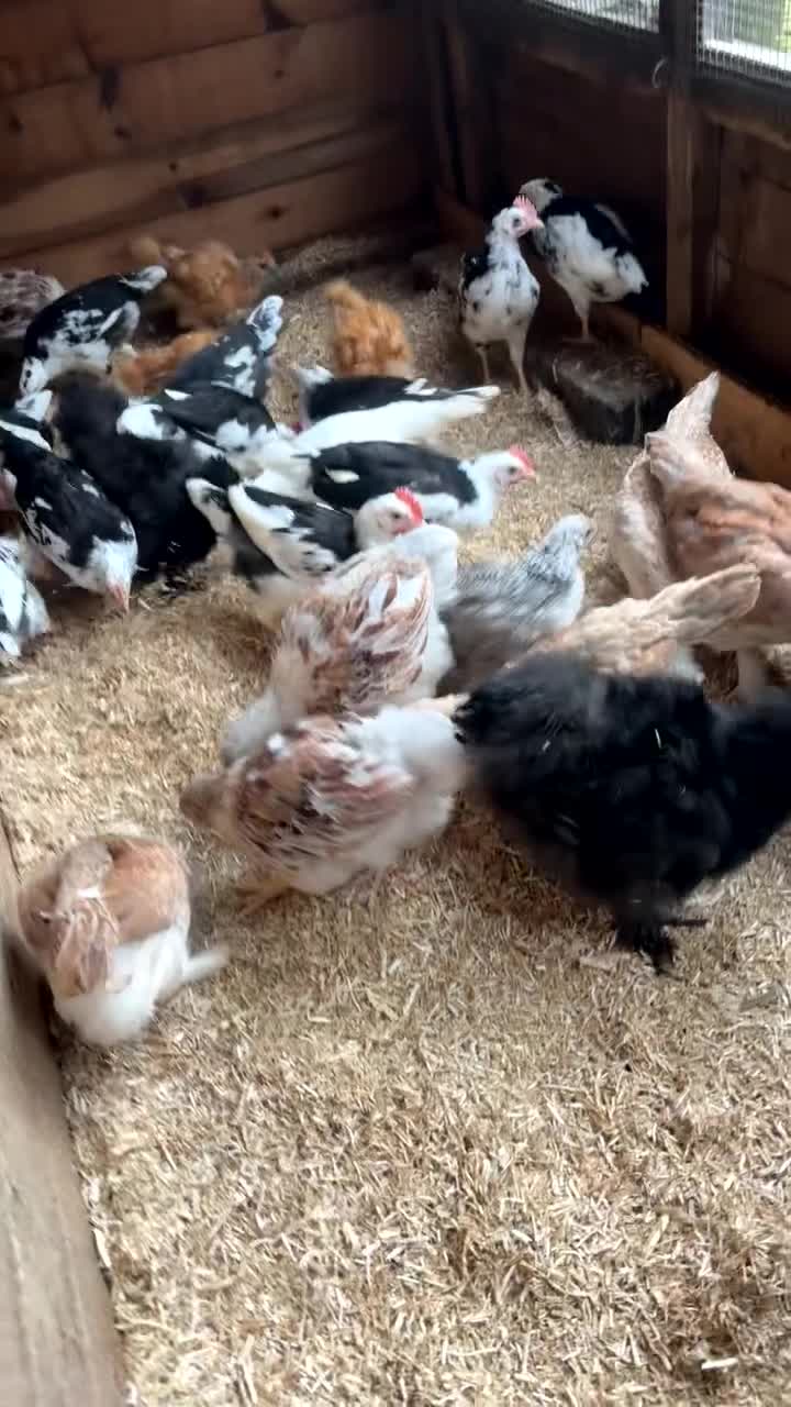 Chickens poultry for sale: Selection of growers - Video 1