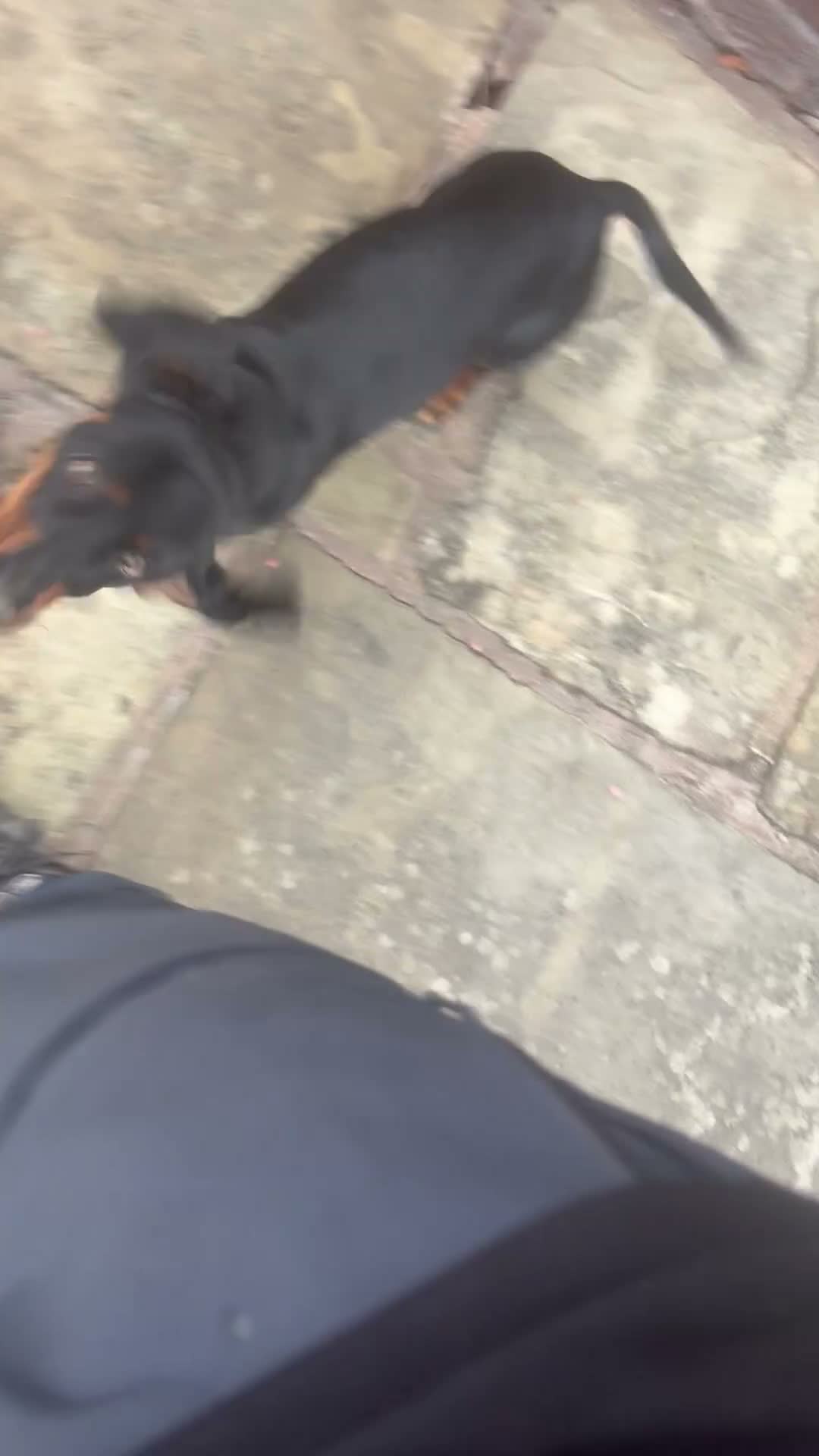 Dachshund dogs for sale: Scotty re homing  - Video 2