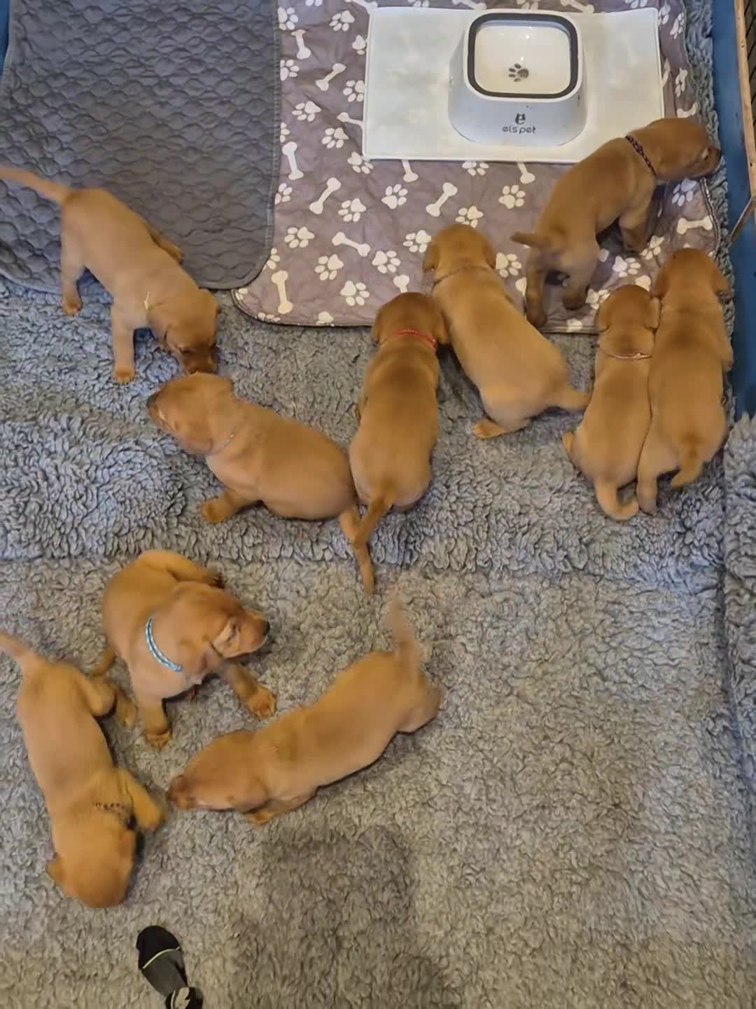 Labrador Retriever dogs for sale: Health Tested KC FoxRed Working Labrador Puppies  - Video 1