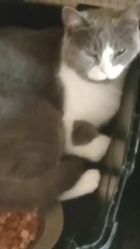 Mixed Breed cats for adoption: Smokey wants some love and attention - Video 1