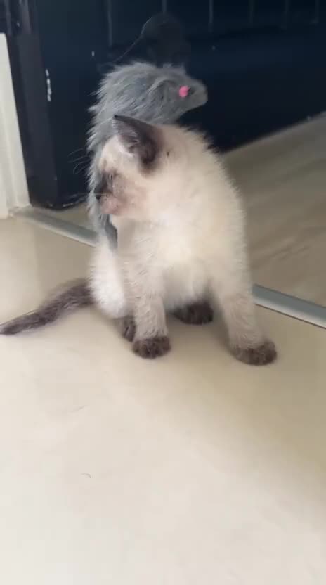 Mixed Breed cats for sale: Handsome Ragdoll mix Kitten - Video 1