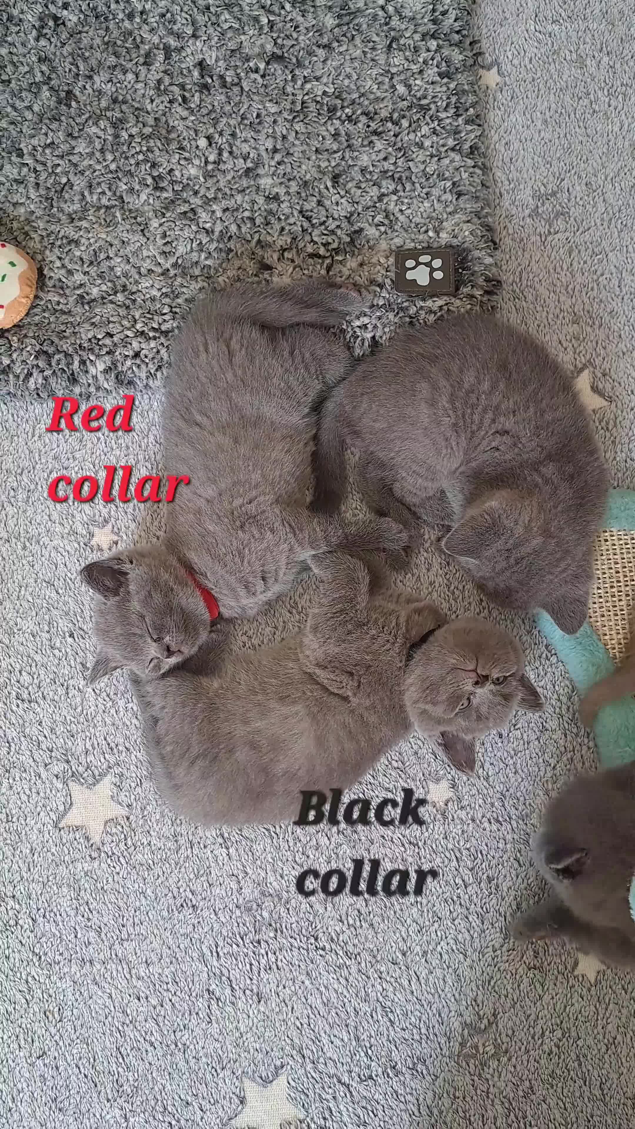British Shorthair cats for sale: British Shorthair Blue are available  - Video 1