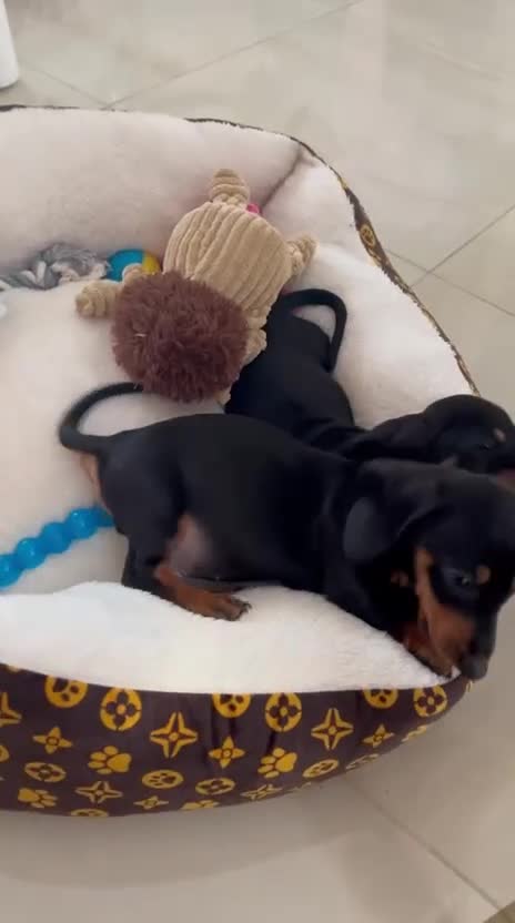 Dachshund dogs for sale: Last 2 dachshund boys left.  - Video 1