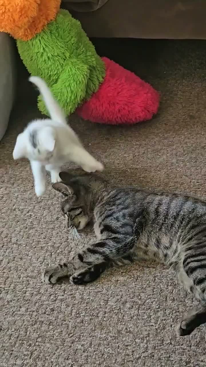 Mixed Breed cats for sale: Kitten female  - Video 1