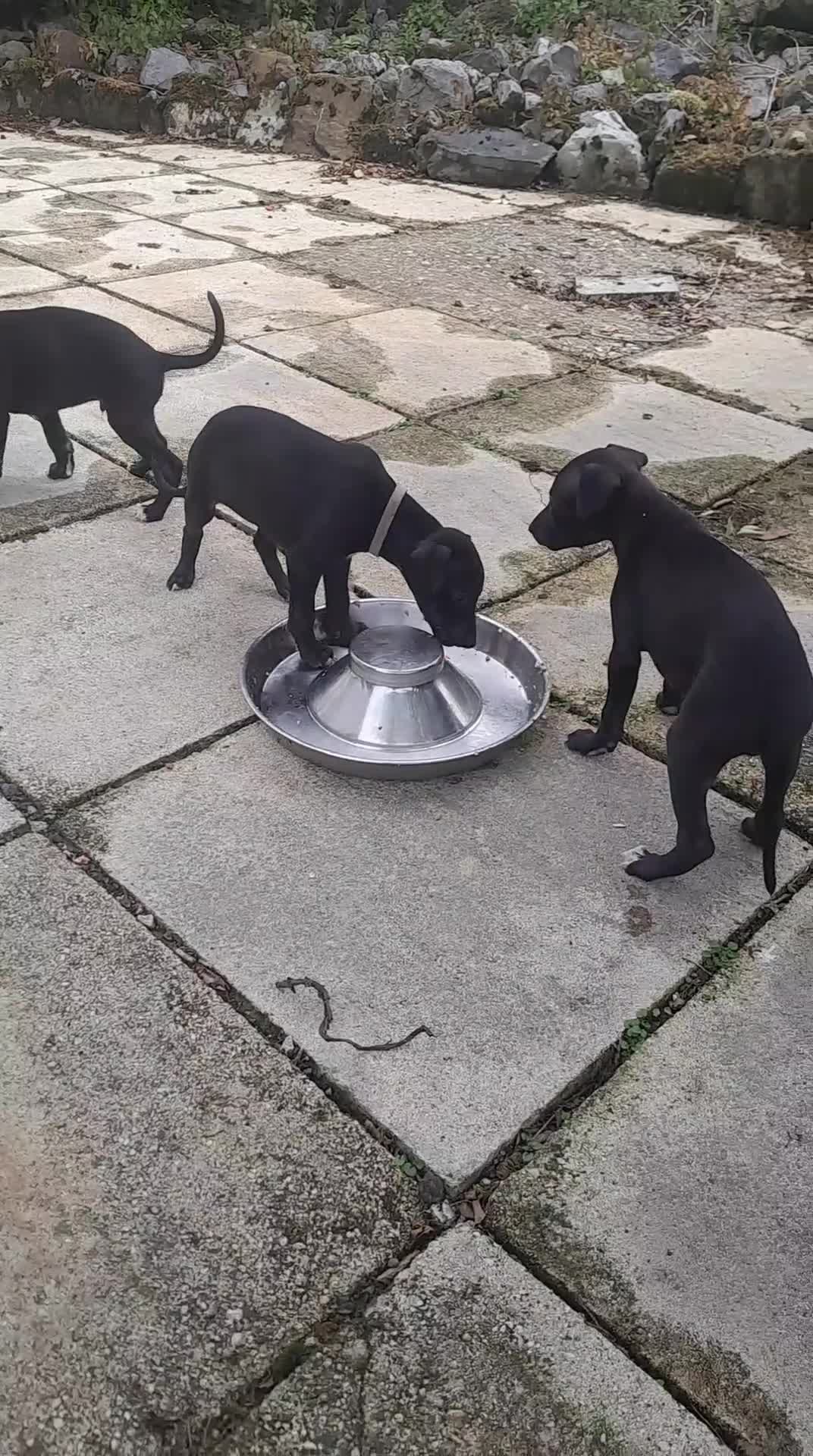 Whippet dogs for sale: Black whippet pups ready Now  - Video 3