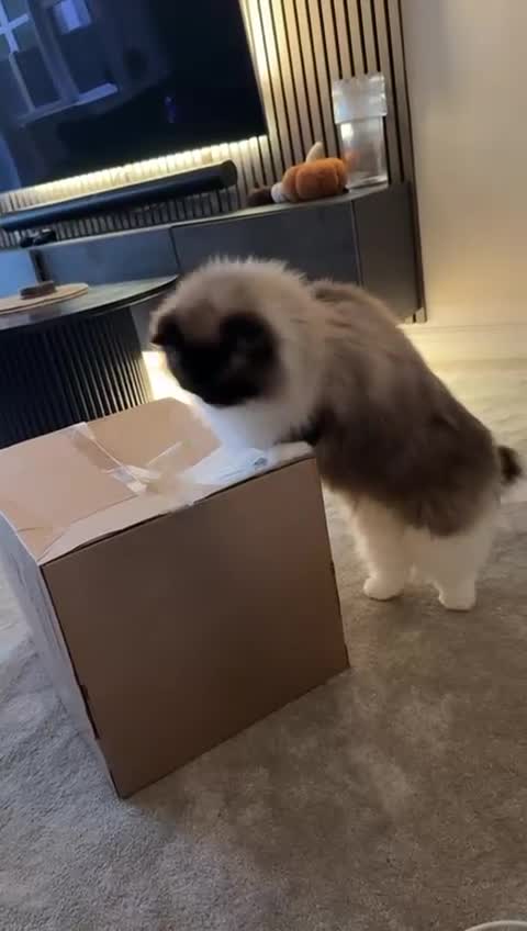 Ragdoll cats for sale: Ragdoll Female 2.5 yrs old pure pedigree in Birmingham - Video 1