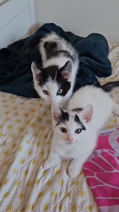 Domestic Shorthair cats for sale: Two Beautiful Male Kittens  in Burton-on-Trent - Video 1