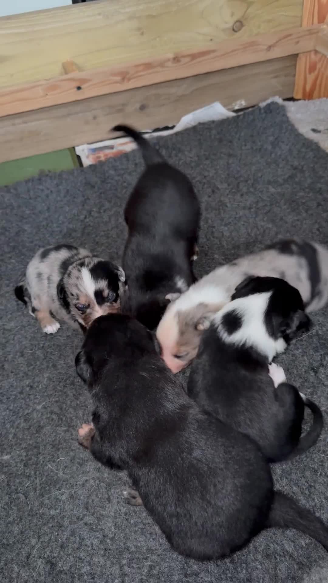 Mixed Breed dogs for sale: Blue Merle collie x Huntaway /collie pups - Video 2
