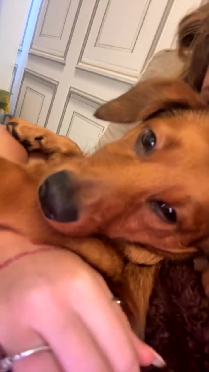 Mixed Breed dogs for sale: Male puppy  - Video 1