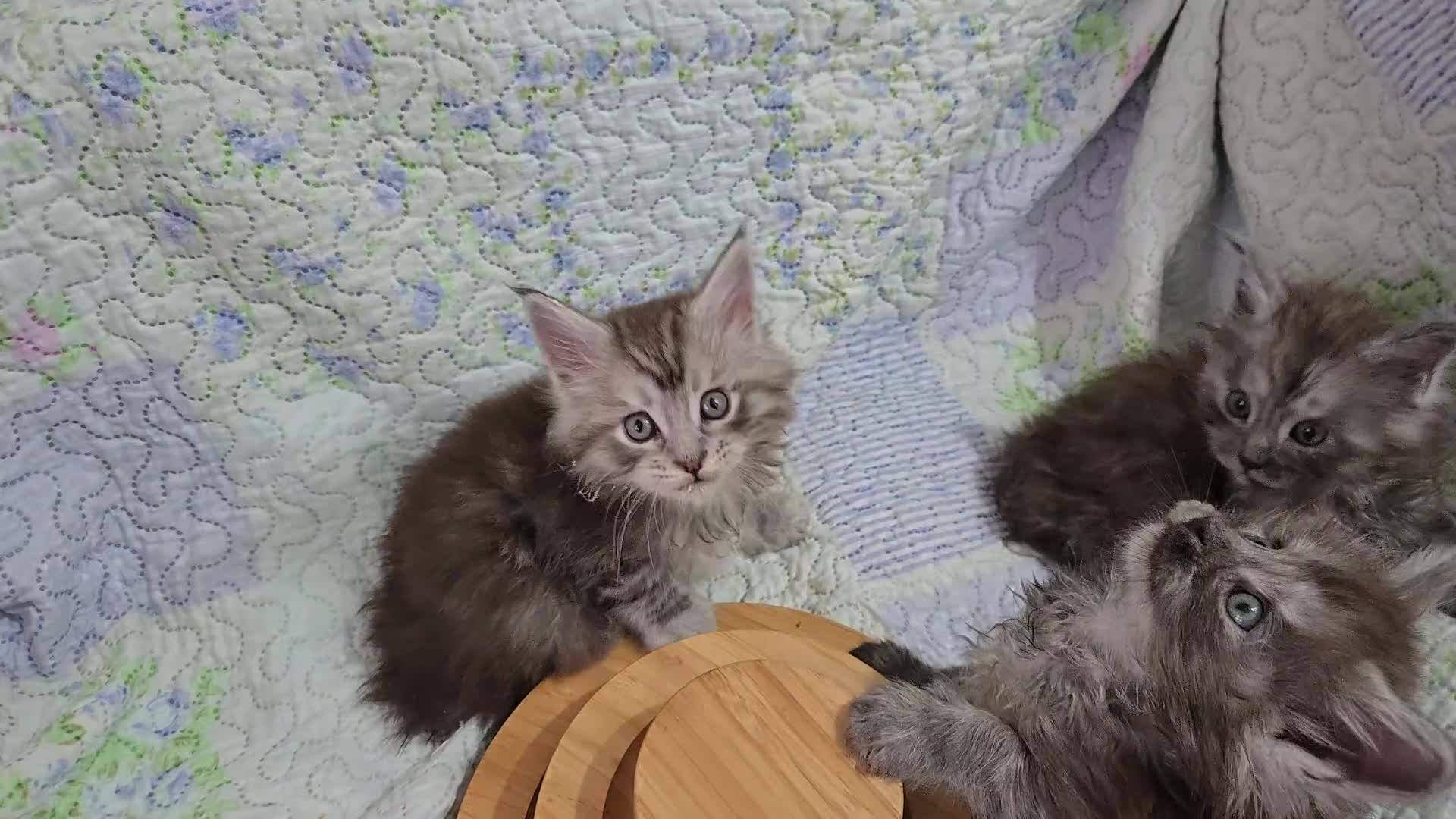 Maine Coon cats for sale: Gorgeous GCCF Maine Coons poss Active - Video 2