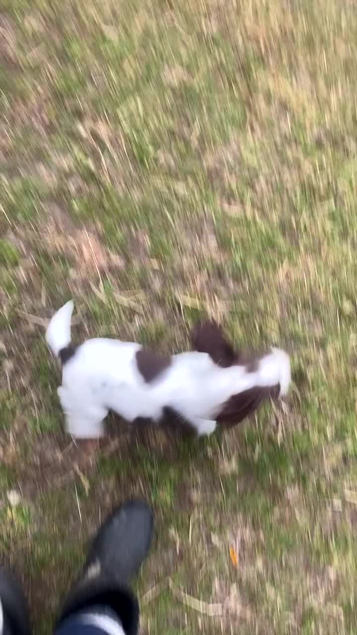 English Springer Spaniel dogs for sale: Exceptional Working & Trialing Lines  - Video 2