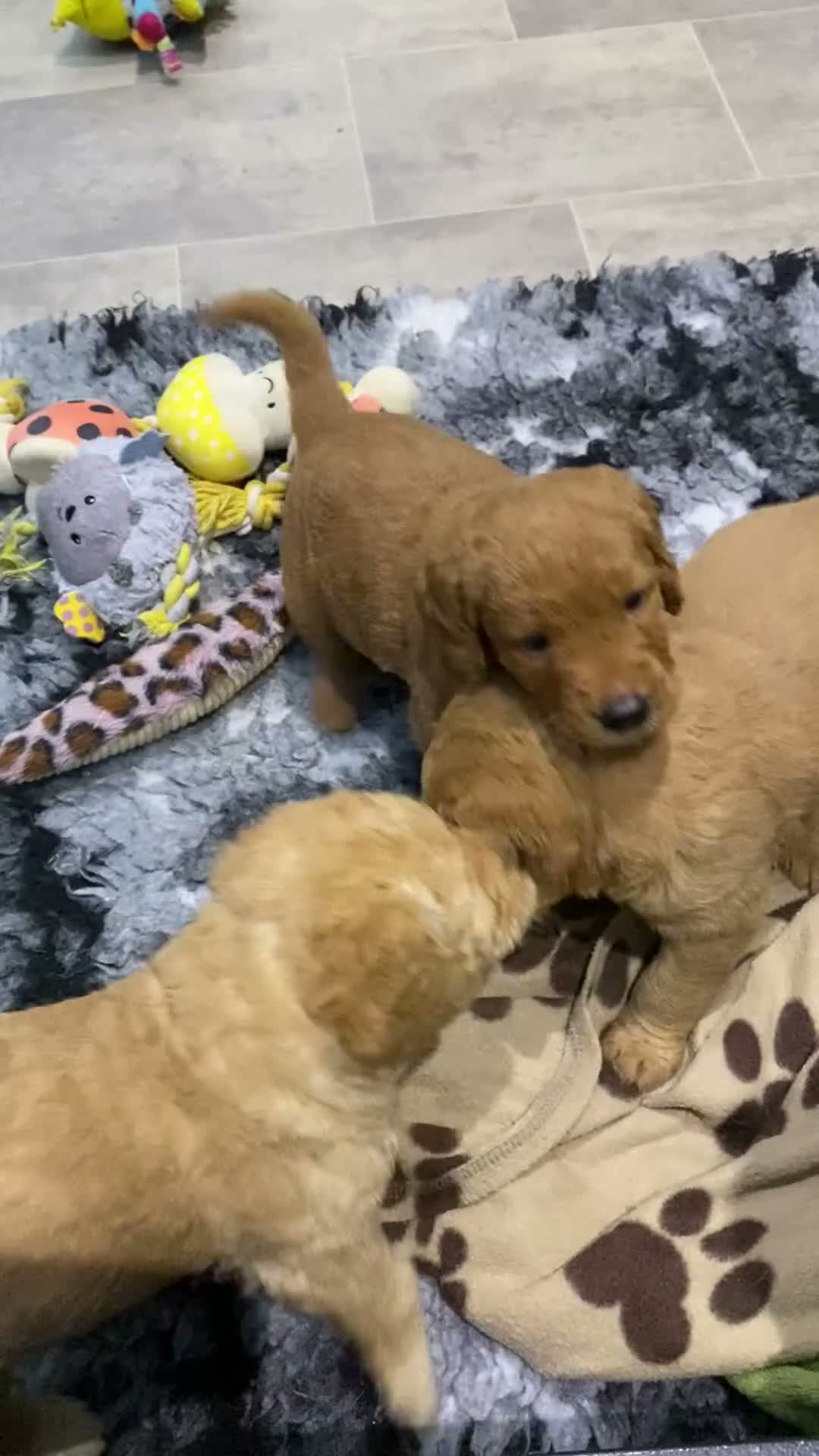 Labradoodle dogs for sale: Miniature Red Labradoodles - Video 3