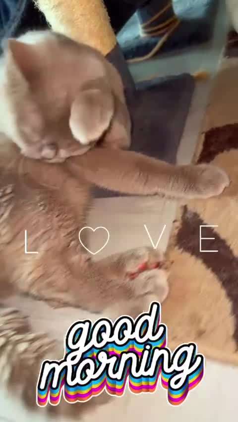 British Shorthair cats for sale: British shorthair Cats  - Video 1