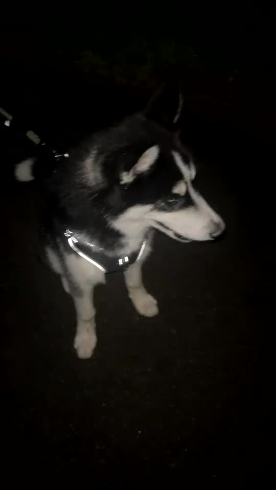 Siberian Husky dogs for sale: husky 6 month old - Video 2