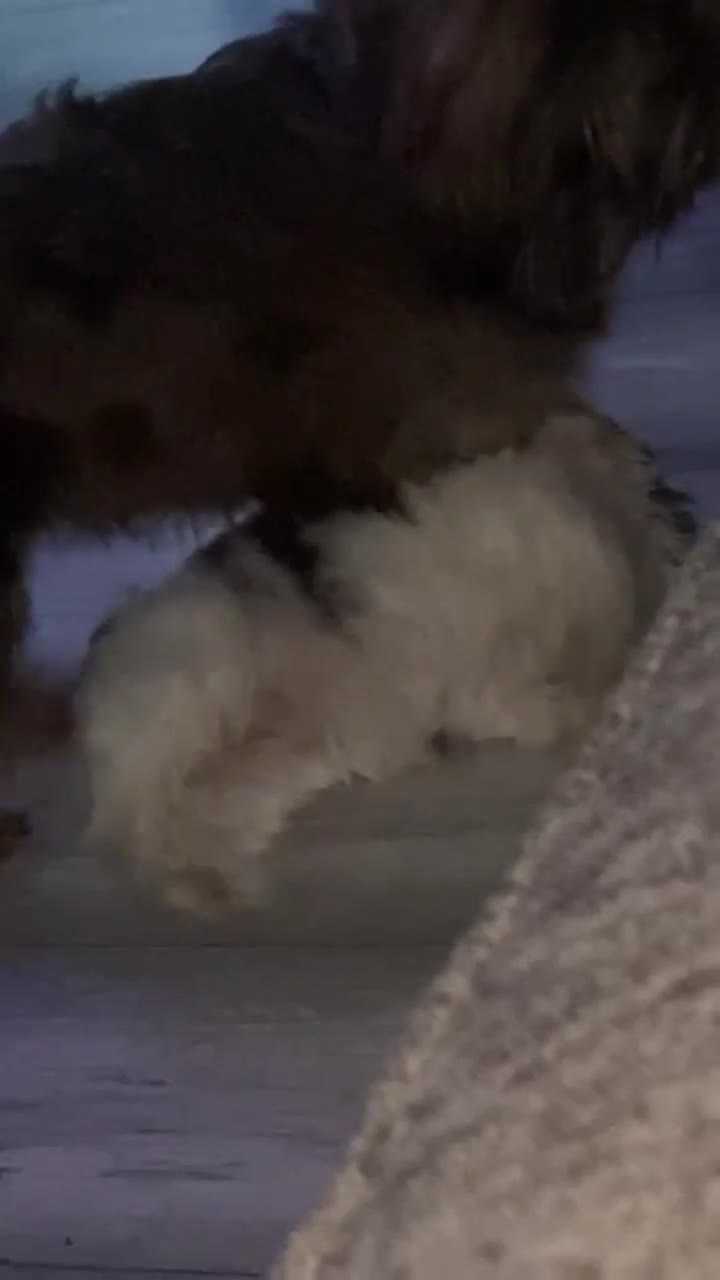 Shih Tzu dogs for sale: Stunning fluffy imperial chocolate and white shizu - Video 1