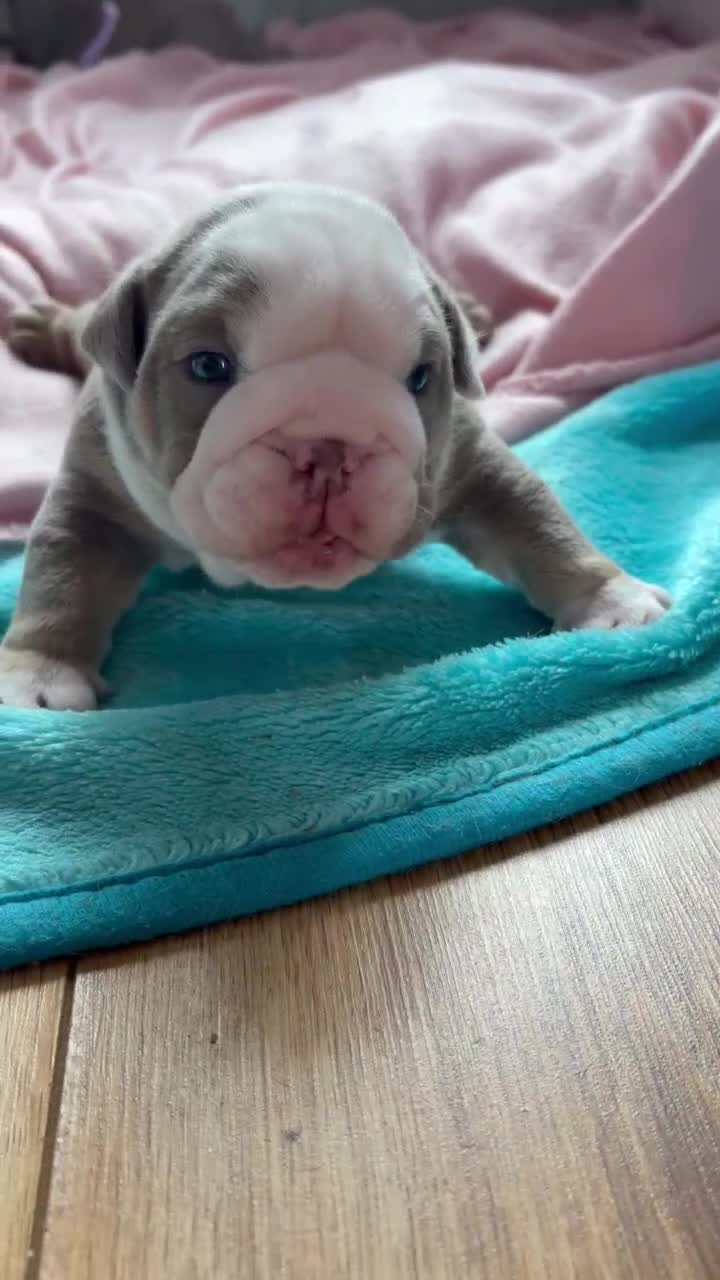 English Bulldog dogs for sale: Amazing English Bulldog Puppies in Coventry - Video 1