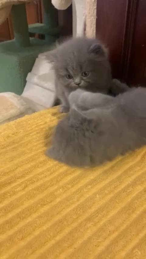 British Longhair cats for sale: British Long/Short Hair Adorable Kittens - Video 5