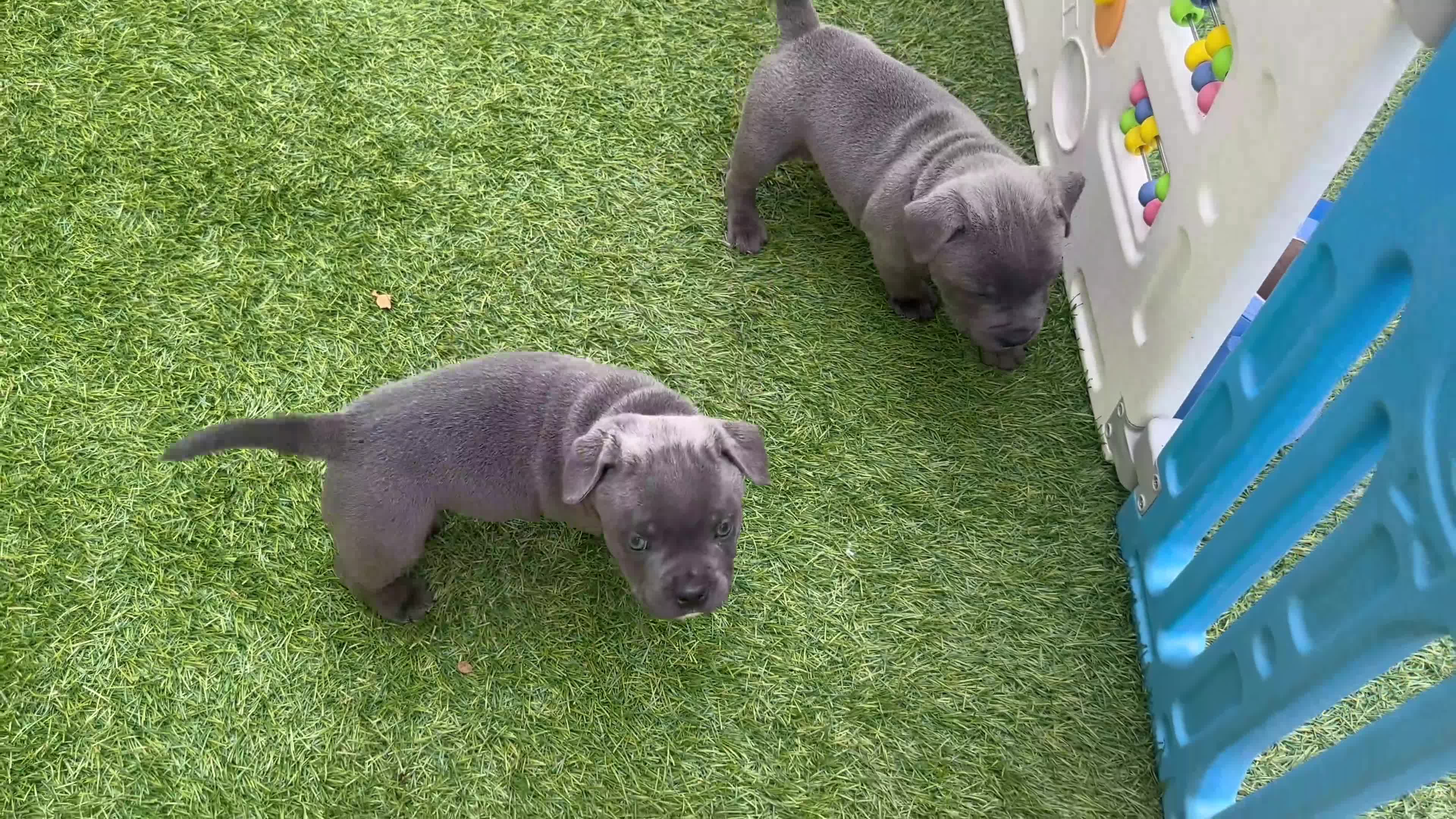 Staffordshire Bull Terrier dogs for sale: Gorgeous blue KC Staffy Pups *Champion Bloodlines* - Video 1