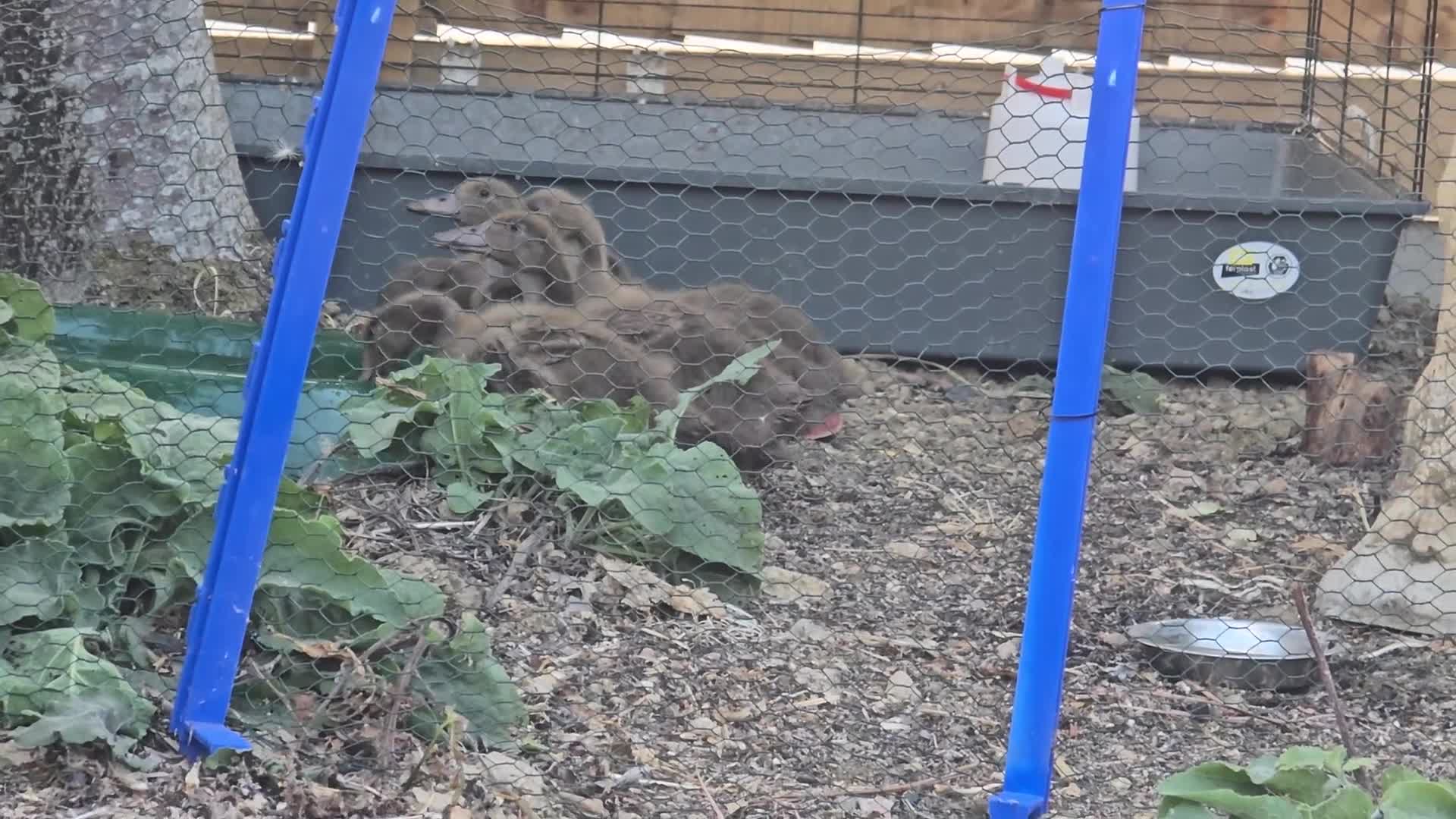 Ducks poultry for sale: Khaki campbell  - Video 2