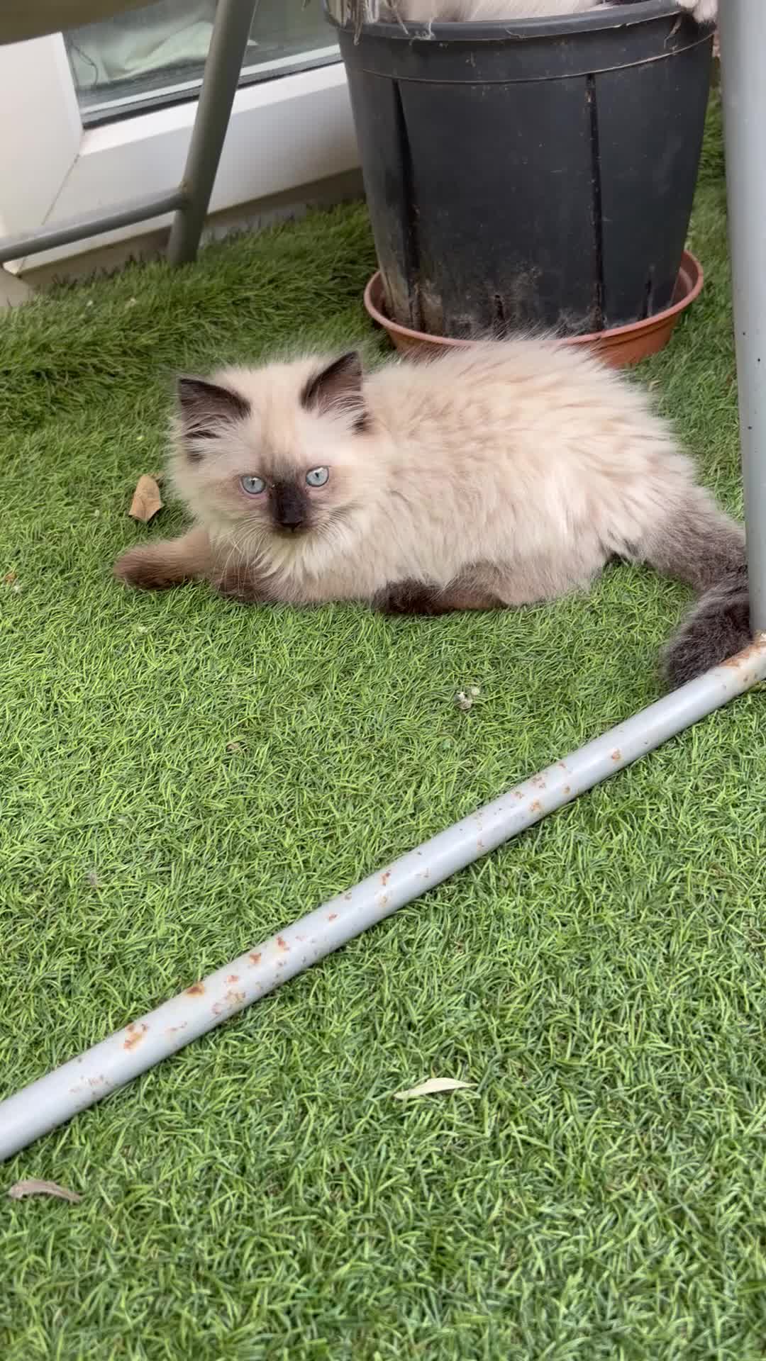Ragdoll cats for sale: Cute ragdoll girls ready for their new home - Video 3
