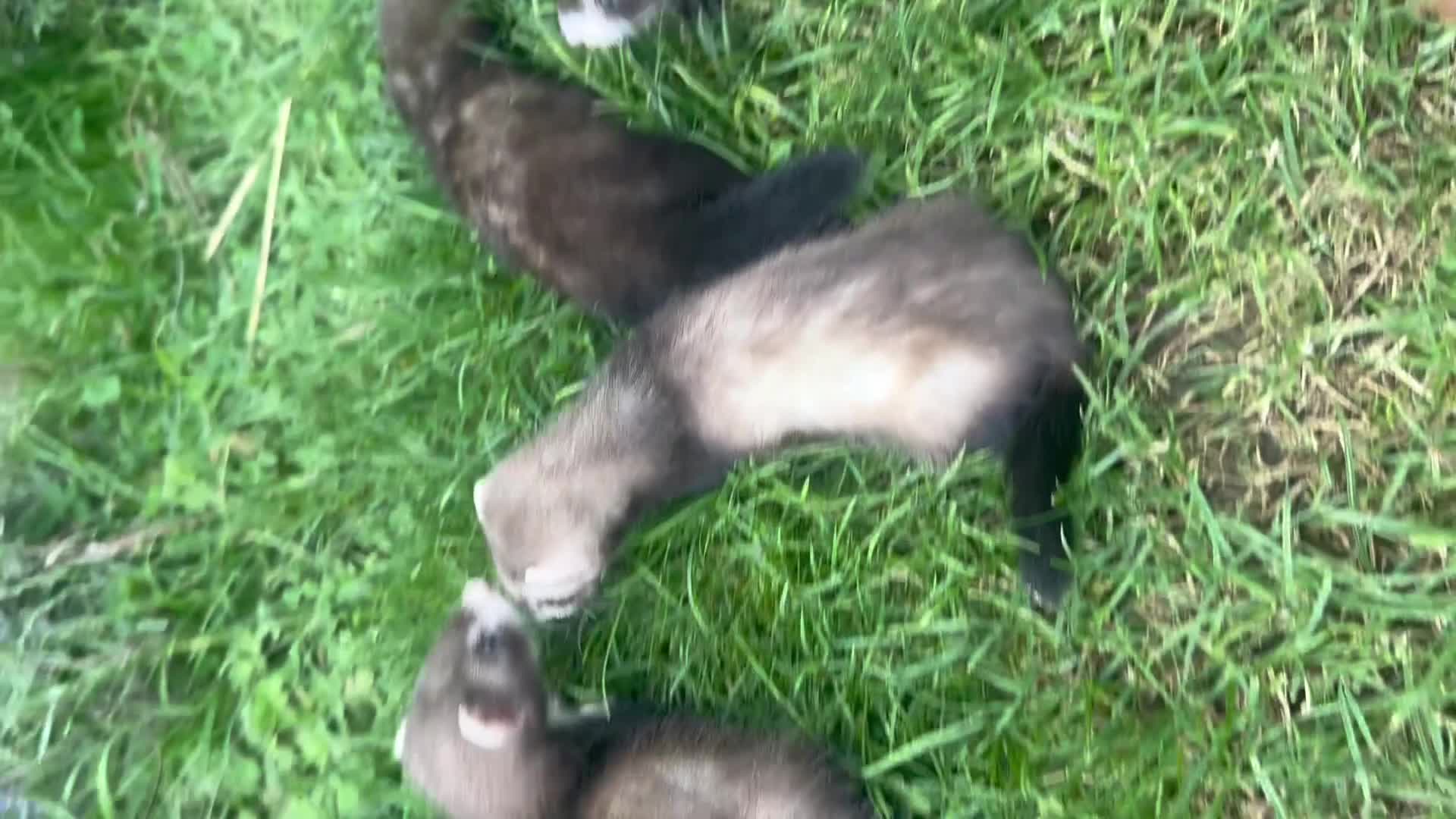 Ferret rodents for sale: Half Micro Angora Kits Ready for Their New Homes!  - Video 1