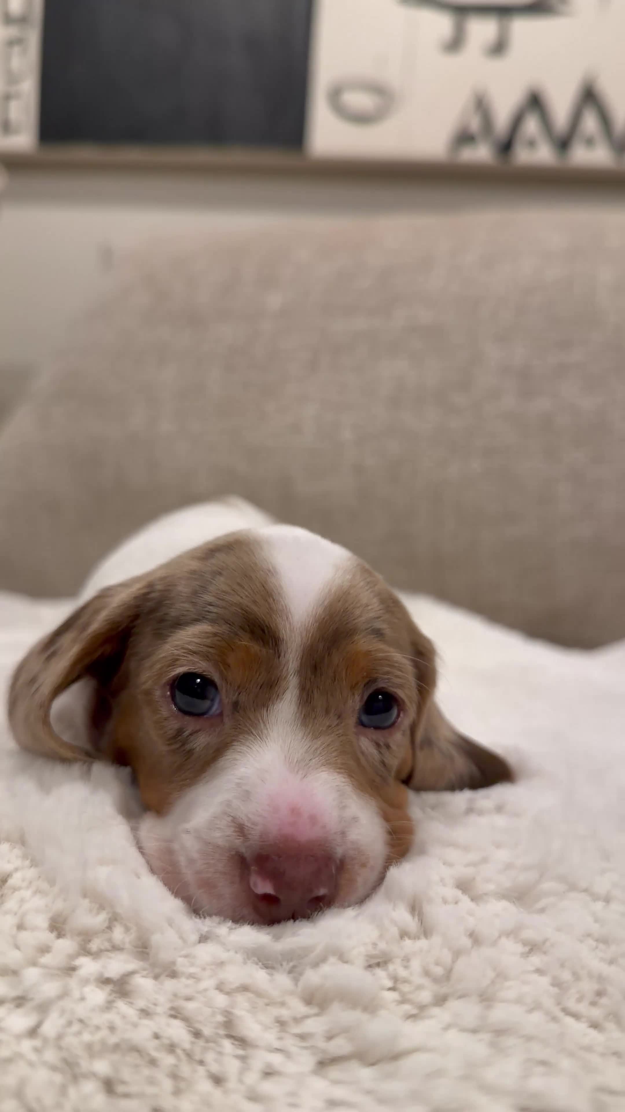 Miniature Dachshund dogs for sale: KC Registered MiniatureDachshund, best bloodlines - Video 2