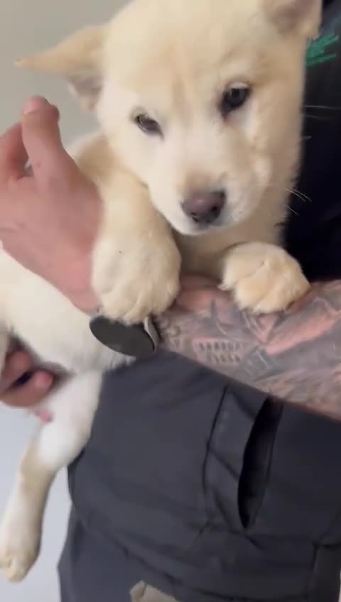 Mixed Breed dogs for sale: Beautiful females chowski puppies  in Maesteg - Video 2