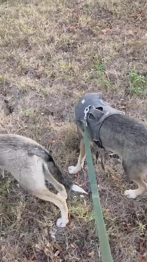 Mixed Breed dogs for adoption: Sweet, Friendly Young RUBY - for a Loving Family - Video 2