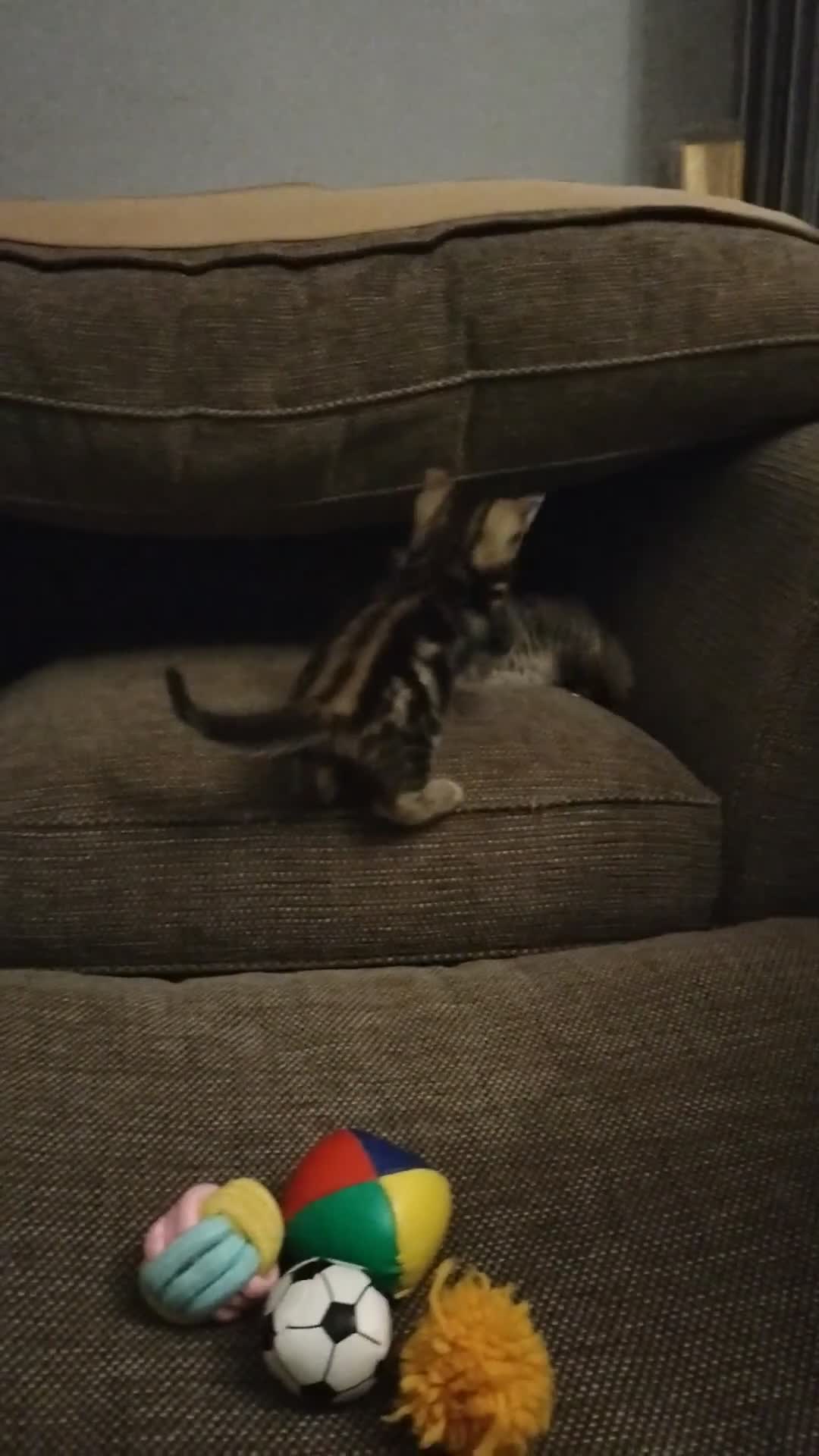 Mixed Breed cats for sale: 5 Beautiful Tabby Kittens - Video 2