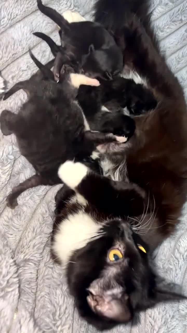 Mixed Breed cats for sale: 4 kittens for sale - Video 1