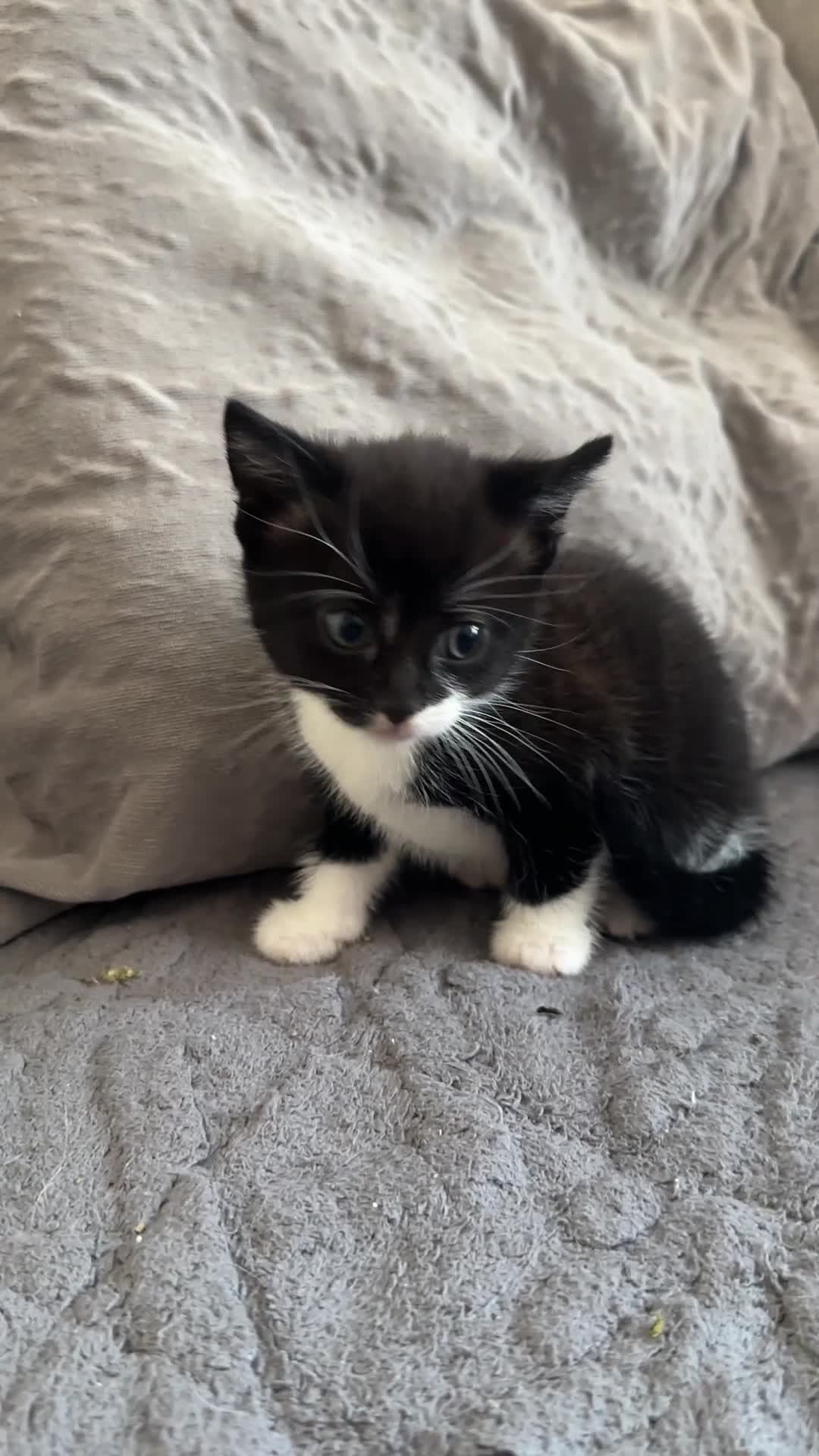 Mixed Breed cats for sale: THREE ADORABLE KITTENS, London in London - Video 1