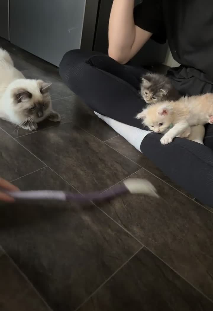 Maine Coon cats for sale: Stunning purebred Maine Coon Kittens  - Video 2