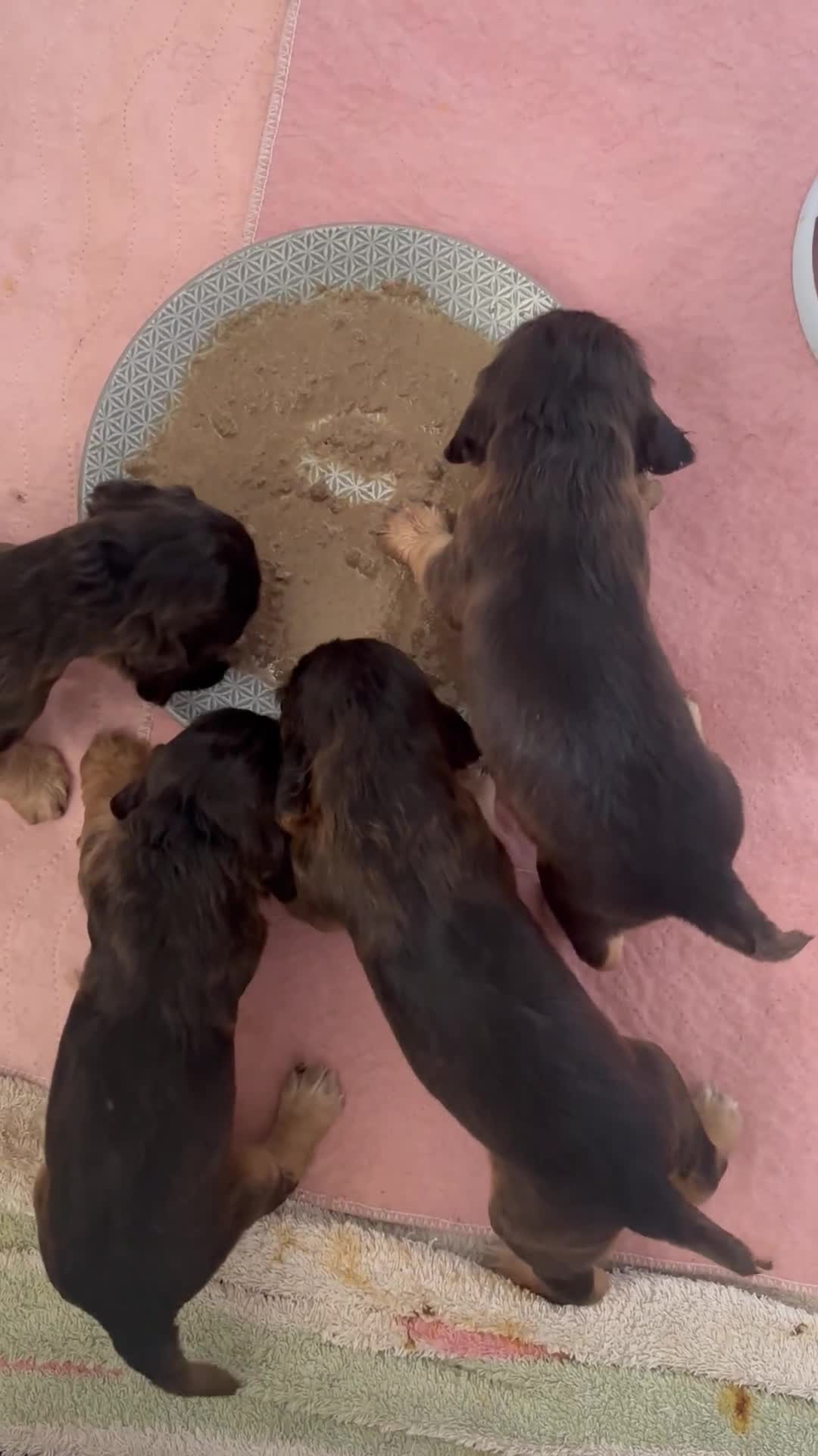 Cocker Spaniel dogs for sale: Show cockers KC DNA checked parents - Video 5