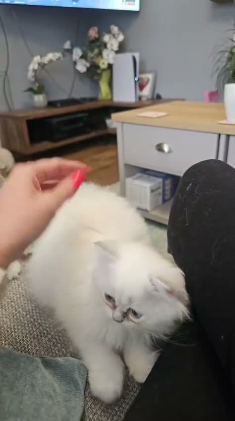 Scottish Fold cats for sale: Beautiful scottish fold babies  - Video 2