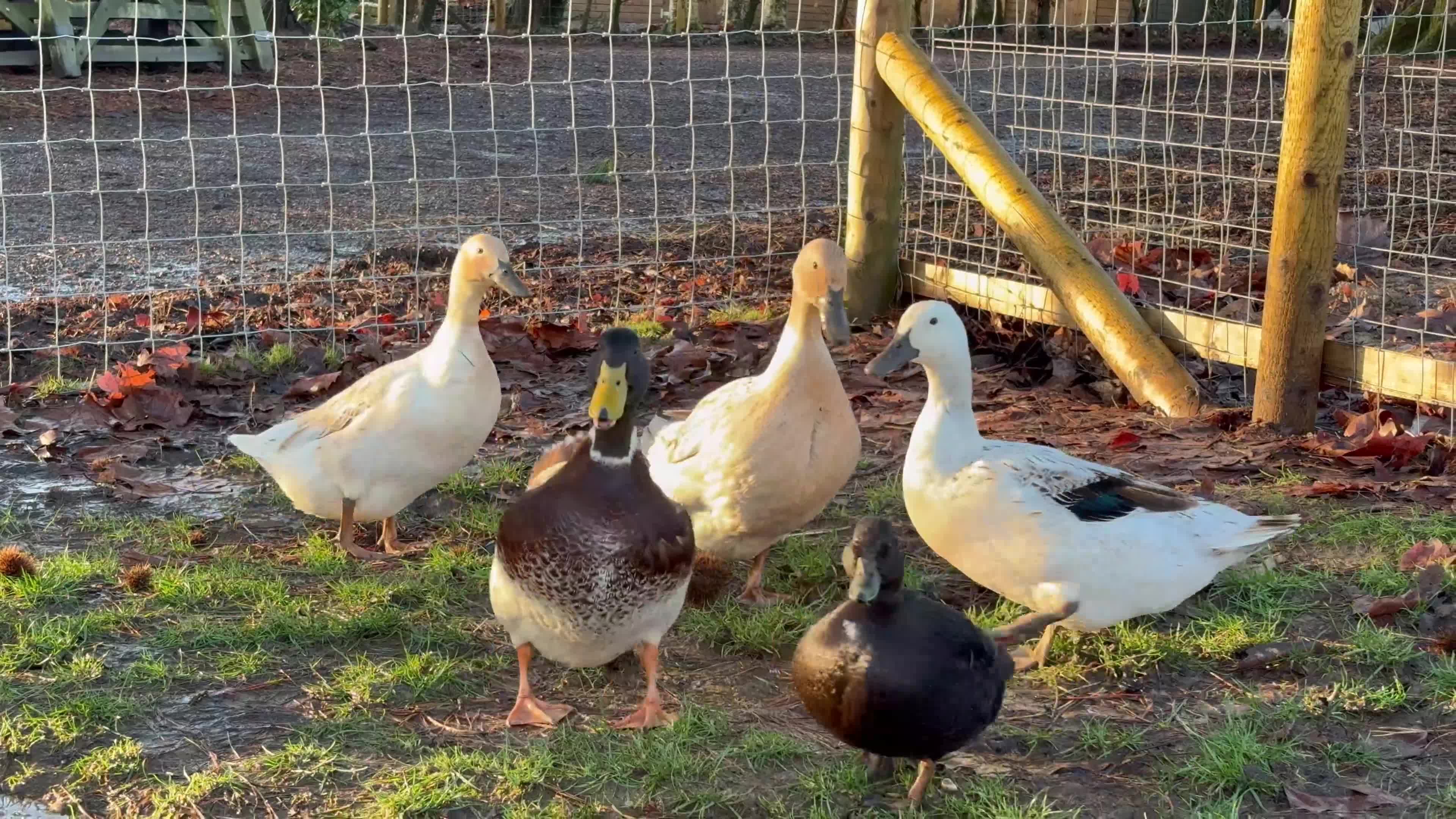 Ducks poultry for sale: Welsh Harlequin Hatching Duck Eggs - Pack of 6 - Video 1