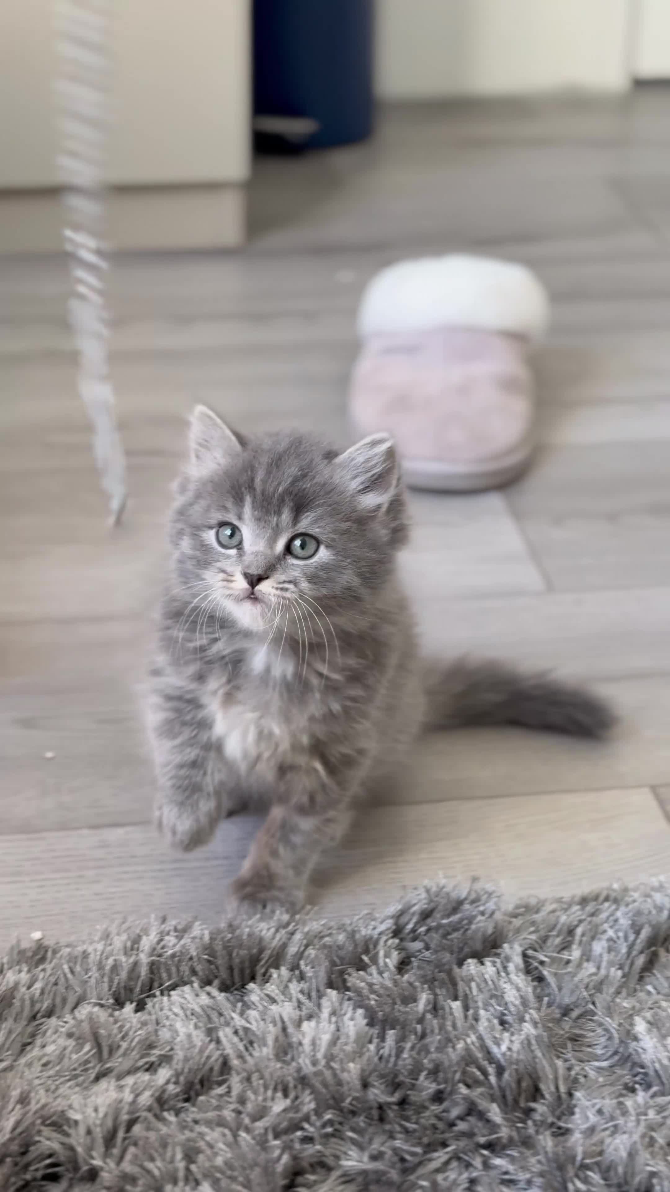 Ragdoll cats for sale: Pure healthy 6 Ragdolls kittens - Video 1