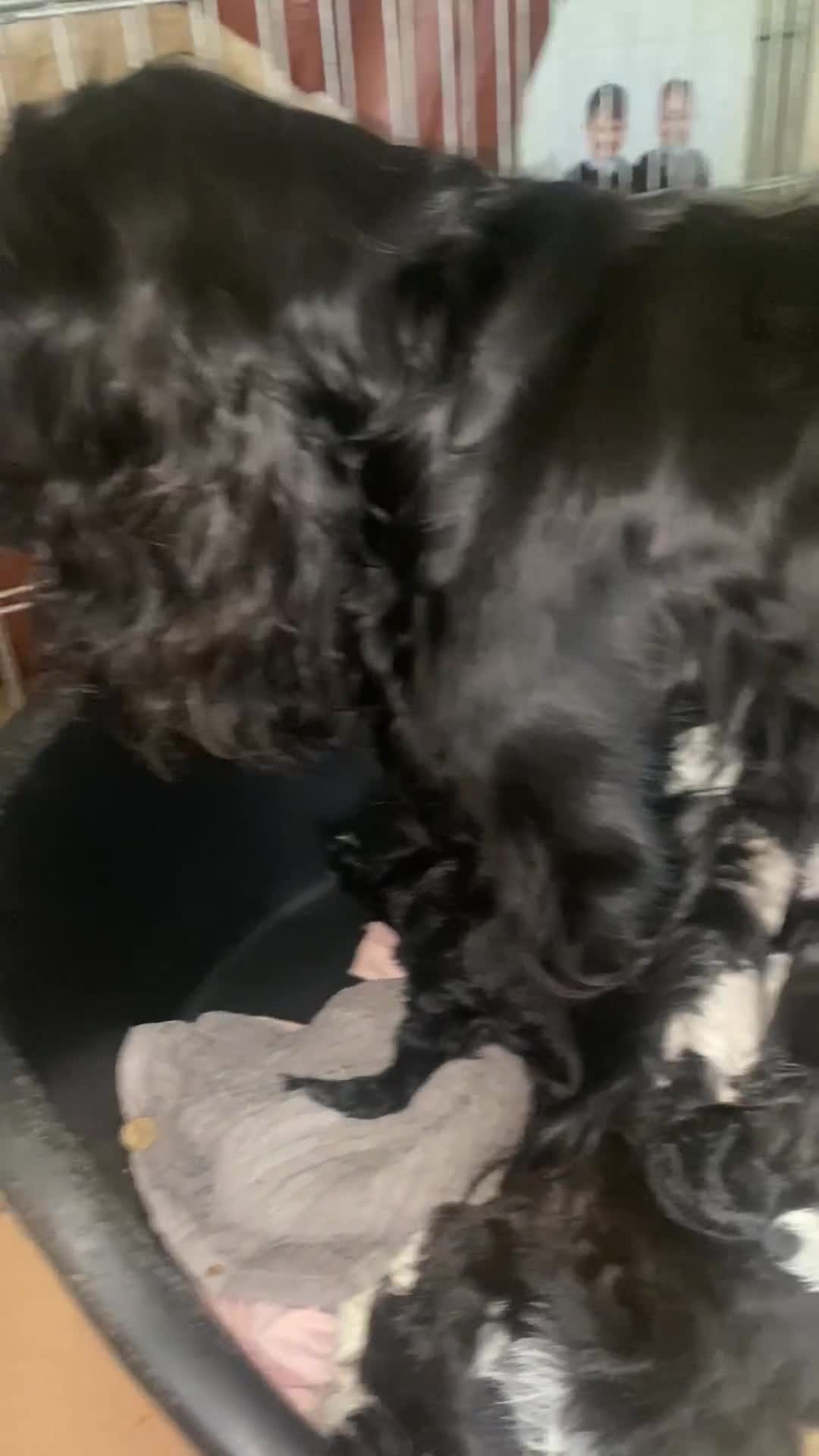 Cockapoo dogs for sale: F1 cockerpoos  - Video 1