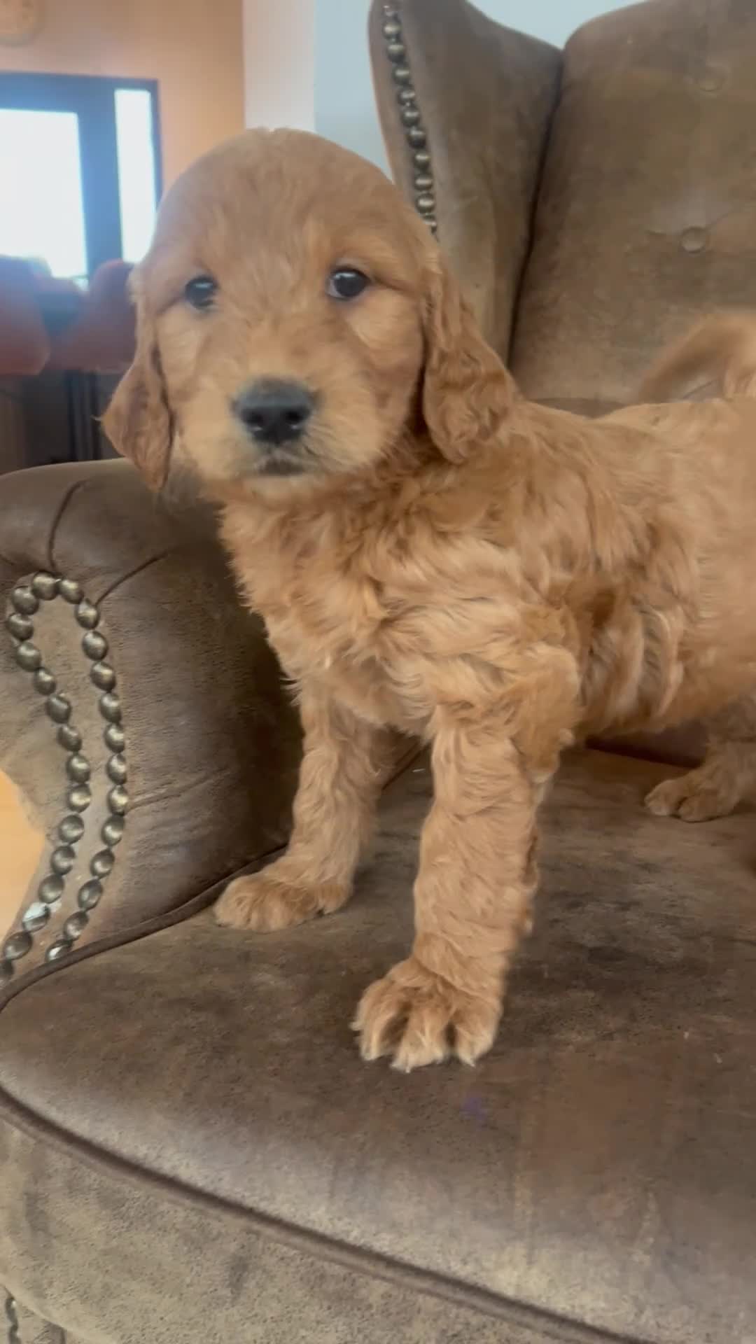 Goldendoodle dogs for sale: Gorgeous Goldendoodle Puppies  - Video 1