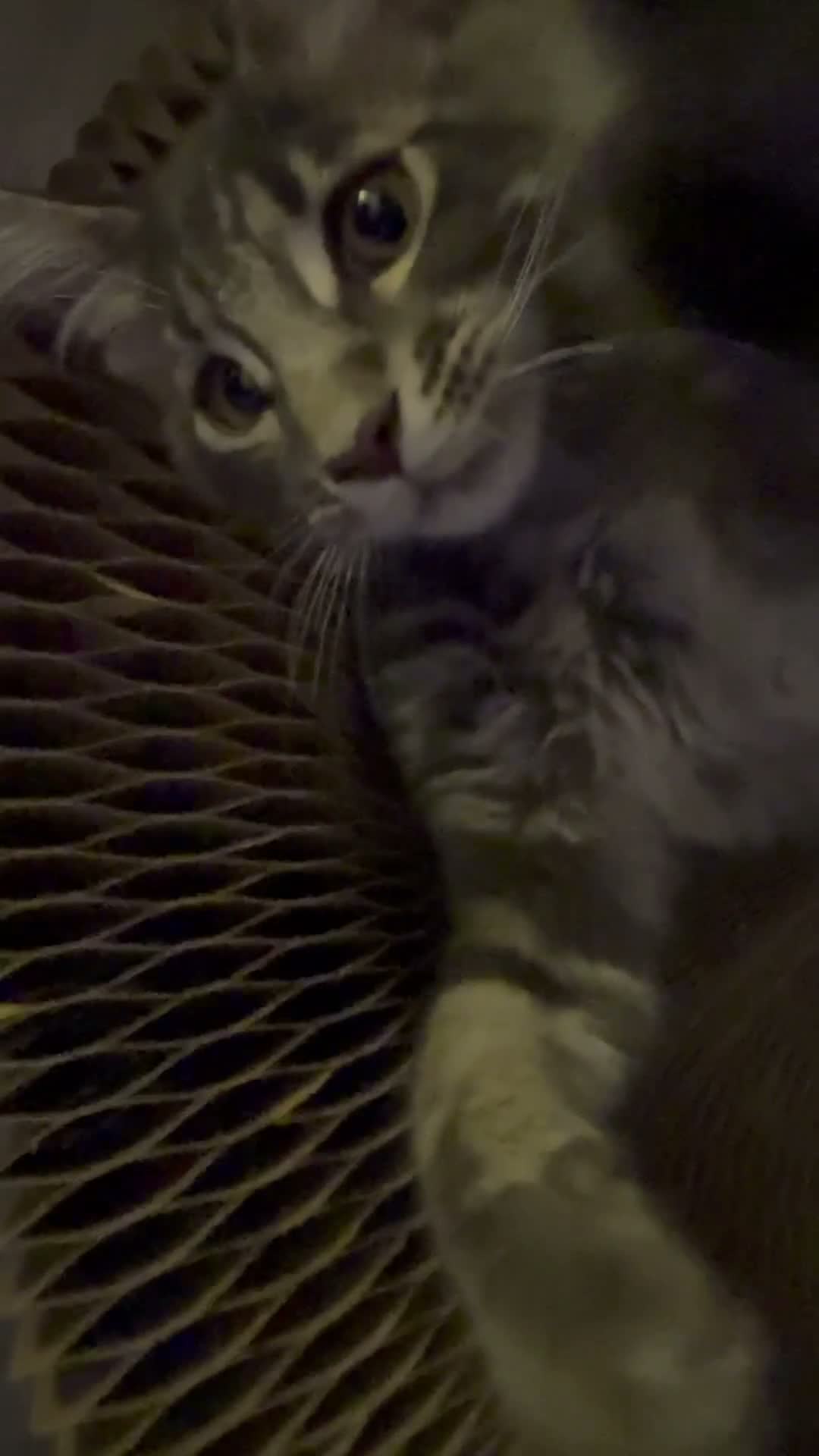 Maine Coon cats for sale: ACTIVE GCCF MAINE COON KITTENS 🐾❤️ - Video 3
