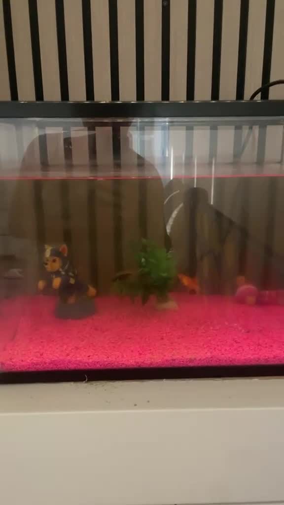 Platies fish for sale: Fish and fish tank for sale in Addlestone - Video 1