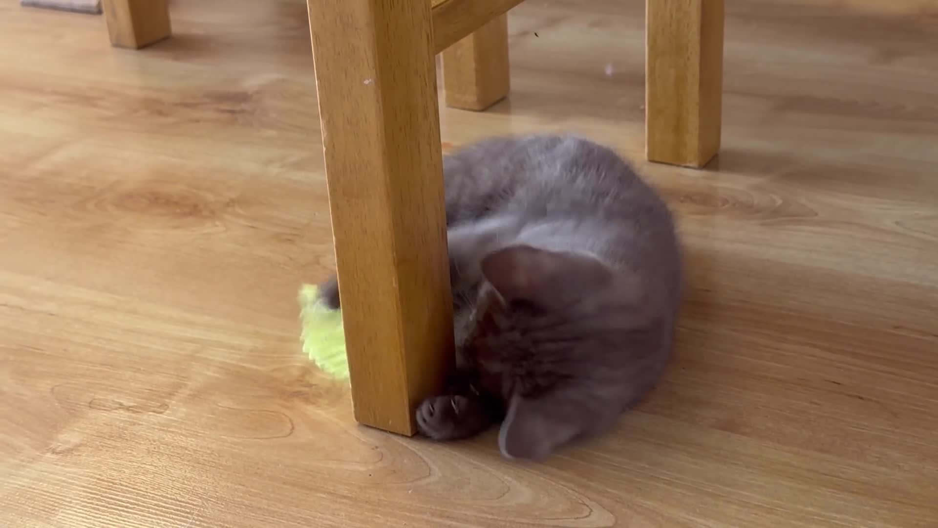 British Shorthair cats for sale: British shorthair cinnamon girl  - Video 1