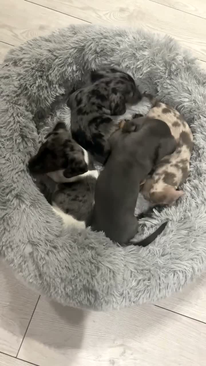 Miniature Dachshund dogs for sale: Miniature Dachshund  - Video 2