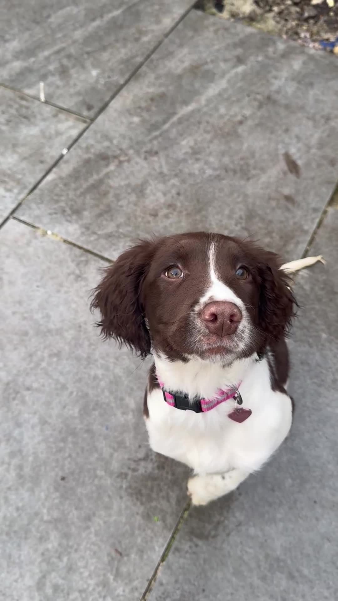 English Springer Spaniel dogs for sale: KC female English springer spaniel - Video 1