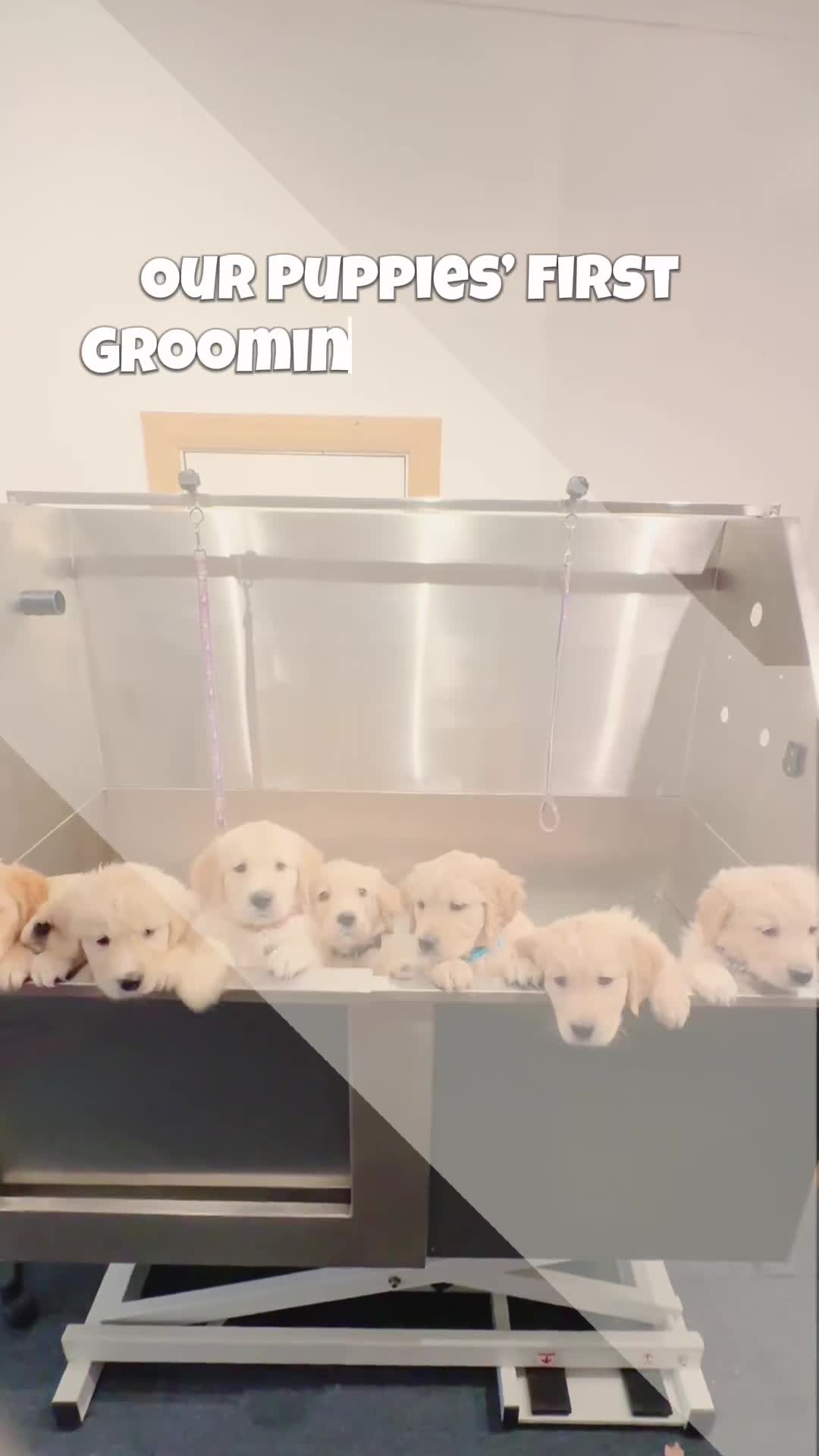 Golden Retriever dogs for sale: 🤍🧸 last puppy girl looking for her forever home - Video 3