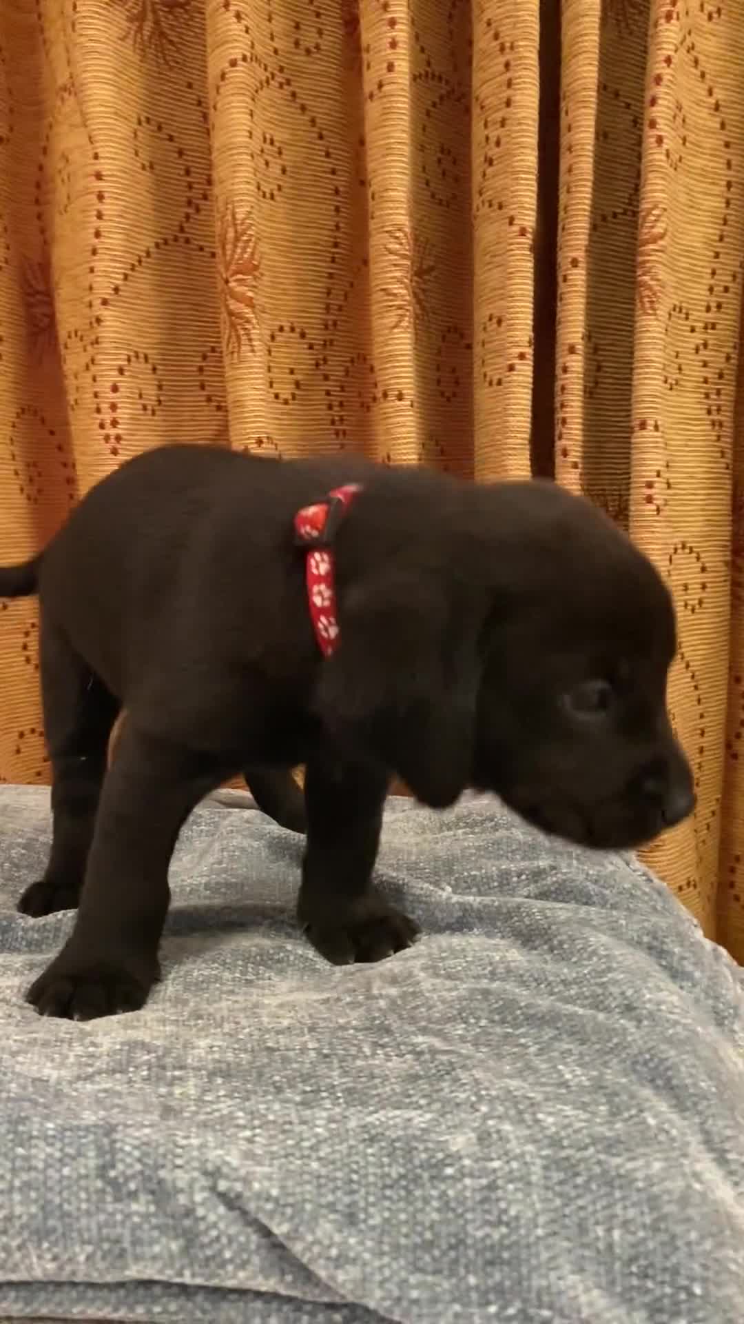 Labrador Retriever dogs for sale: Small Working Black Labrador Puppy - Health Tested - Video 1